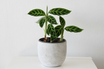 Calathea zebrina, the zebra plant, isolated on a white background. The leaves are striped with two shades of green. The house plant is in a gray pot. Landscape orientation. Negative space for text.