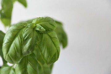 Close up of basil plant (Ocimum basilicum) grown indoors. Herb isolated on a white background. Negative space for text, landscape orientation. - obrazy, fototapety, plakaty