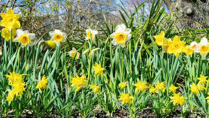 Mixborder of daffodils in good spring weather with copy space. Beautiful yellow double flowers daffodils grow near the road. Spring in European park with landscaping.