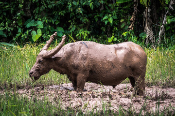 buffalos are very appreciated in rantepao, indonesia
