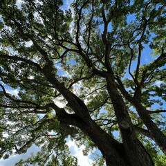Fototapeta premium trees and sky