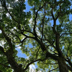 Fototapeta premium trees in the sky