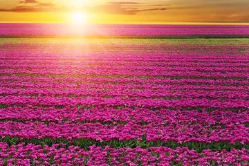 Küchenrückwand glas motiv Rosa Scenic view of rows of bright colorful blooming tulips flower field in Europe. Dutch floral commercial plantation bulb growing. Beautiful natural Netherlands landscape