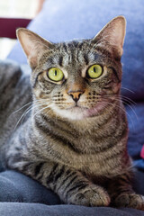 Close up portrait of tabby cat with green eyes.