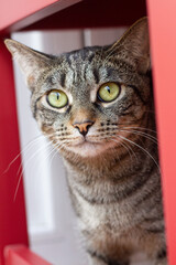 Close up portrait of tabby cat with green eyes.