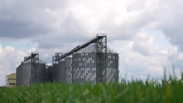 Large metal silos, modern grain elevator with a cleaning line and plant for processing, drying, cleaning and storing agricultural products and grain in a green wheat field.