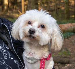 Portrait of a cute maltese dog with adorable eyes,sitting on the lap of his master