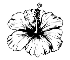 hibiscus illustrated in outline style. flower hand drawn illustration collection for floral design. an element decoration for wedding invitation, greeting card, tattoo, etc.