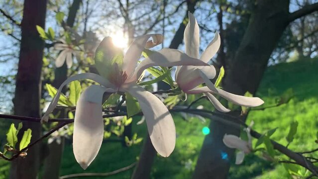 Blooming magnolia tree with large white flowers. In the park. In the rays of the bright sun backlight.