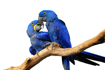 Macaws isolated on transparent background. Pair of blue hyacinth macaw, Anodorhynchus hyacinthinus, perched on branch touching beaks. Largest macaw and flying parrot. Wildlife. Habitat Amazon Basin. - Powered by Adobe