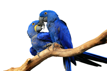 Macaws isolated on transparent background. Pair of blue hyacinth macaw, Anodorhynchus hyacinthinus, perched on branch touching beaks. Largest macaw and flying parrot. Wildlife. Habitat Amazon Basin.