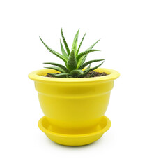 Haworthia Big Band succulent houseplant in yellow ceramic pot isolated on white background   