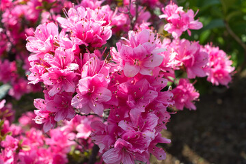 Fototapeta premium pink hydrangea flowers