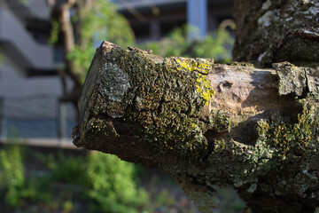 tree trunk with moss