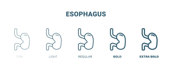 esophagus icon. Thin, light, regular, bold, black esophagus icon set from medical and healthcare collection. Editable esophagus symbol can be used web and mobile