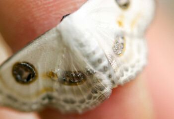 White base gorgeous gold and silver, black designed moth on human finger...