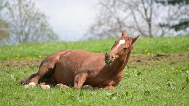 Sleepy tired horse in the meadow on a pasture laying down on the side, sleeping in a grass field on a sunny day in the rural countryside 