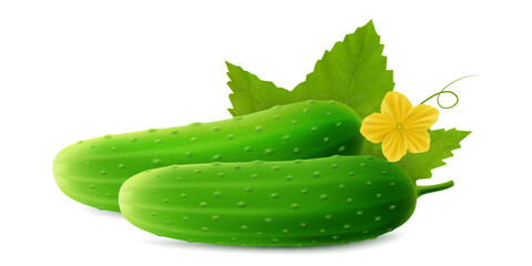 Realistic Detailed 3d Green Raw Whole Cucumbers. Flower and Leaves, Element for Salad Recipe, Market. Vector illustration