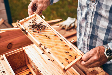Beekeeper working in apiary. Drawing out the honeycomb from the hive with bees on honeycomb....