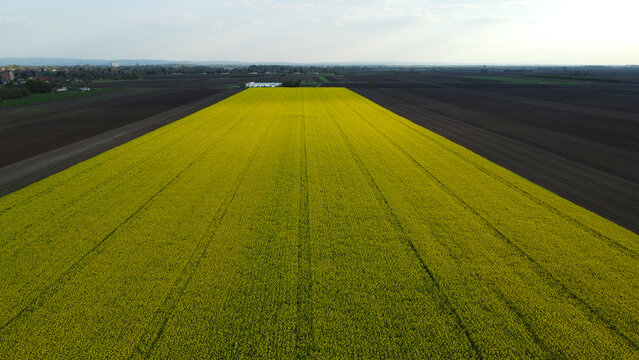 blooming canola rapeseed field in Vojvodina, drone photography © Jana