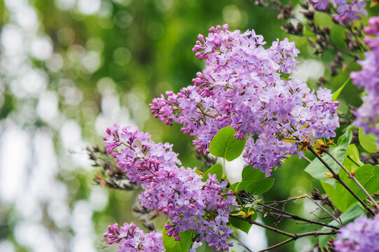 bush of violet lilac in the garden. beautiful floral background in springtime