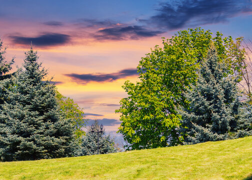 fir tree on the grassy hill at sunset. carpathian summer countryside scenery in evening light. dramatic sky