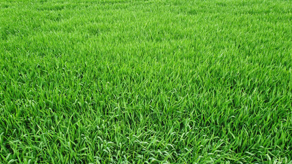 green wheat field in the spring, drone photography