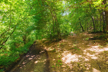 primeval forest trail in wild scenery. trees in green foliage