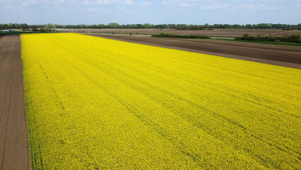 Obraz premium blooming canola rapeseed field in Vojvodina, drone photography