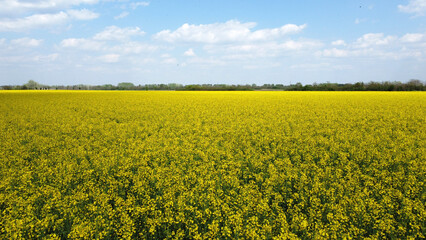 Obraz premium blooming canola rapeseed field in Vojvodina, drone photography