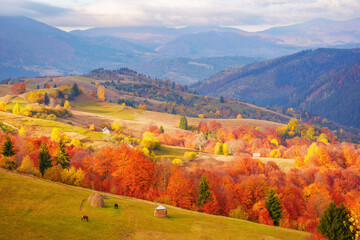 fabulous view of carpathian countryside in autumn. colorful alpine scenery in dappled morning light with borzhava ridge in the distance