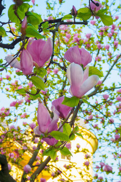 pink magnolia in full blossom. warm sunny background