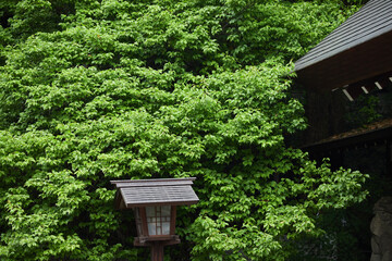 初夏の緑の森と神社の屋根の風景