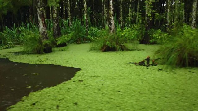 Footage of the Old Pearl River in Slidell Louisiana.  Duckweed and other aquatic vegetation is seen while it is raining.