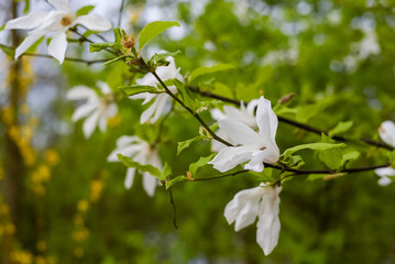 Blooming white magnolia in spring