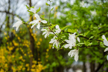 Blooming white magnolia in spring