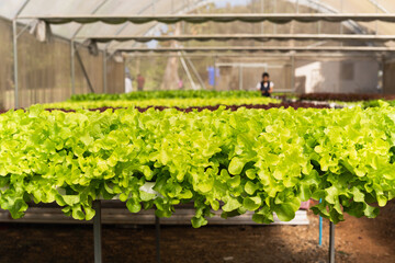 Fototapeta na wymiar Closeup of fresh green oak lettuce in organic Farm.