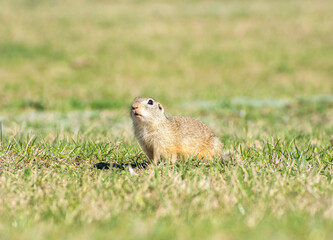 Spermophilus citellus in the spring in the field 2