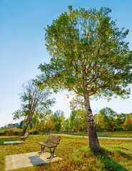 Obraz na płótnie Canvas Bench, tree and a park in summer or spring during the day for sustainability on a clear blue sky. Earth, nature and landscape with a beautiful view of green grass on an open field in the countryside