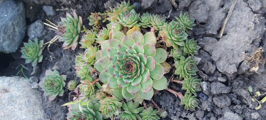 Stone rose, succulents. Succulents in the garden. 