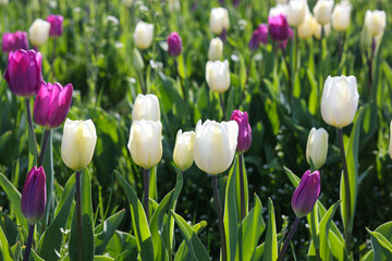 White and purple tulips in a flower bed.