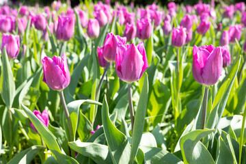 Purple tulips under the sun. Floral background.