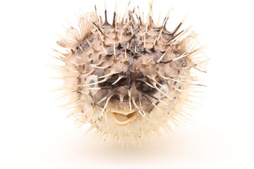Front view closeup of porcupine fish on white background