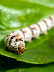 macro close up of a silkworm (Bombyx mori - domestic silk moth) on a mulberry leaf with blurred...