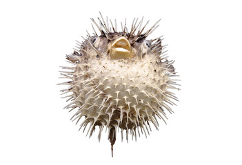 Close up bottom view of porcupine fish on white background