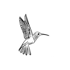 Vector sketch hand drawn hummingbird silhouette, line art