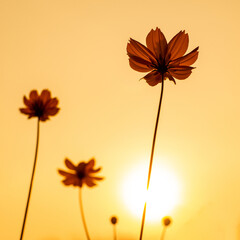 Cosmos flower. Close up. Sky behind and sunset background.	