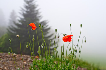 red poppy flower
