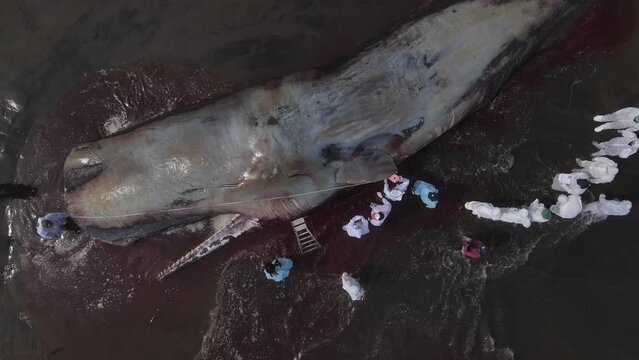 Dead sperm whale in state of putrefaction on the beach, Bali, Indonesia