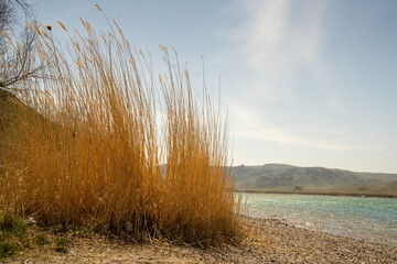 grass on the beach, Ili River Kazakhstan, Central Asia